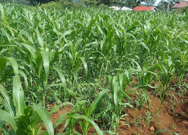 Land for Sale in Nakuru